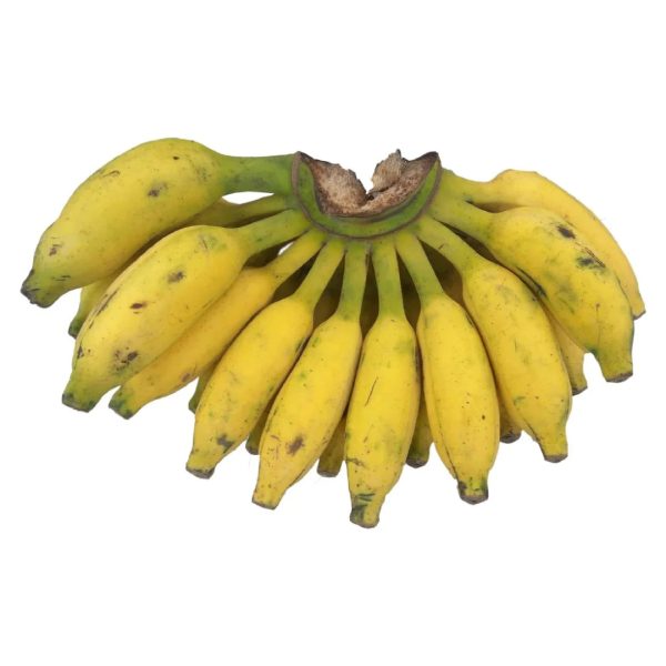موز صغير