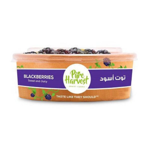 توت أسود