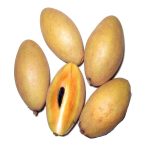 سبوتة مألوفة