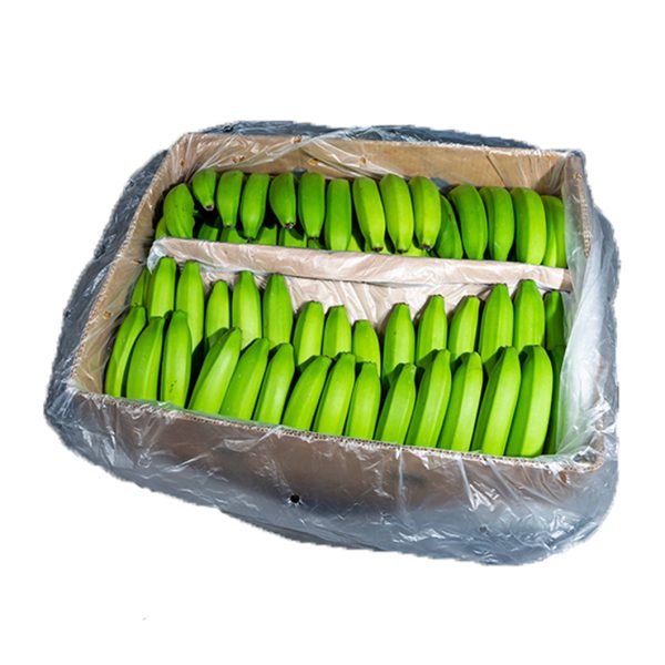موز أخضر غير ناضج